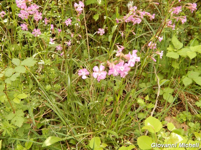 Lychnis viscaria L. (=Silene viscaria)